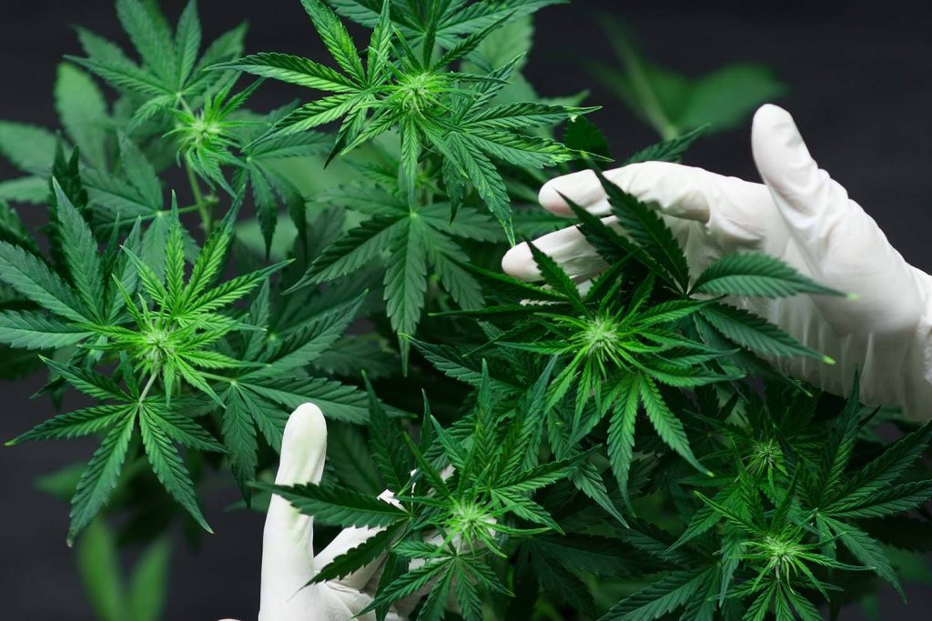 Cannabis Factories Target Commercial Sector. Drug cultivators and manufacturers have long targeted residential landlords
