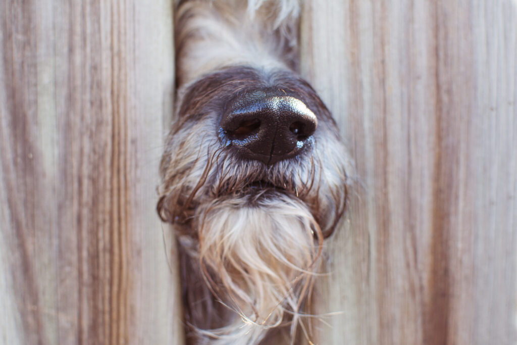 Everybody needs good neighbours. Dogs nose poking through a fence.